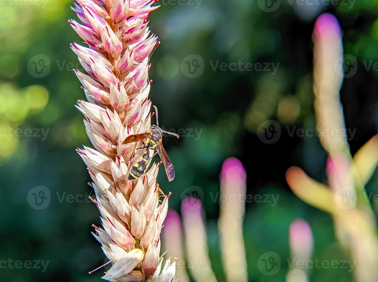 une abeille est perchée sur le bout d'une fleur celosia argentea photo