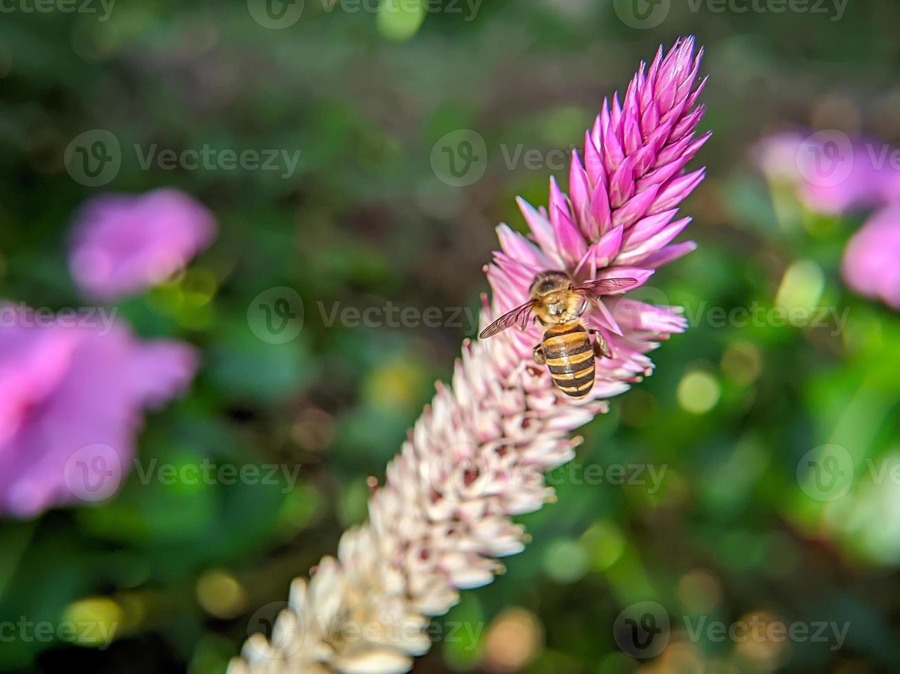 une abeille vole et suce le nectar de miel sur une fleur violette photo