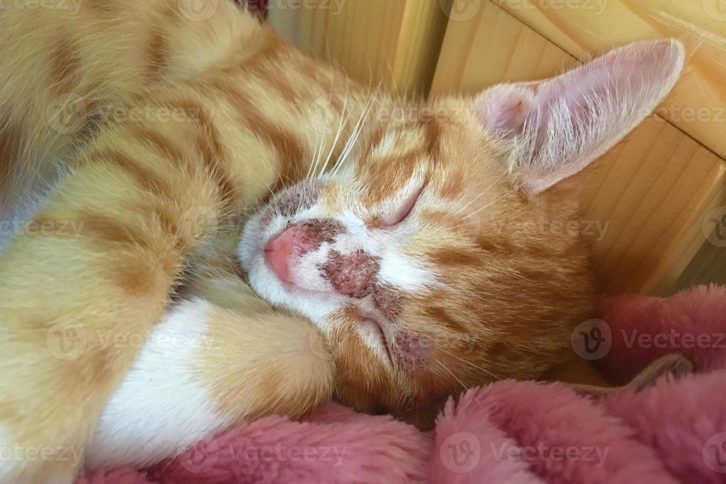 gros plan d'une éruption cutanée sur la peau du visage du chat. diagnostic de la gale ou de la gale chez le chat. maladies dermatologiques du chat. petit chaton tigré dort photo