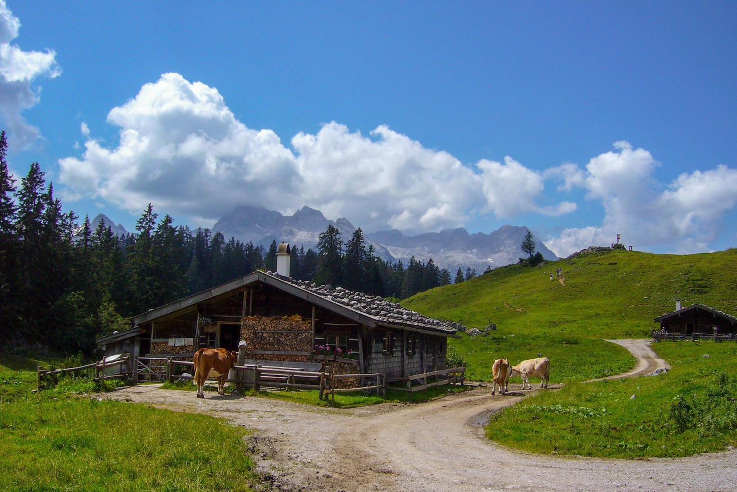 beau paysage naturel à kallbrunn alm avec des vaches, autriche photo