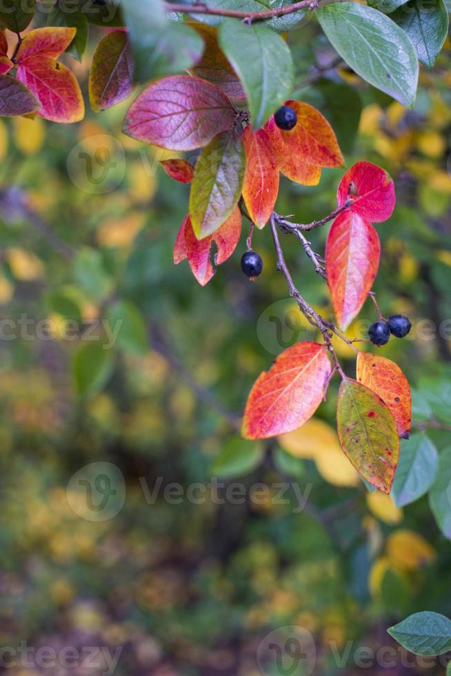 fond d'automne lumineux feuilles et fruits de buisson d'aronia photo