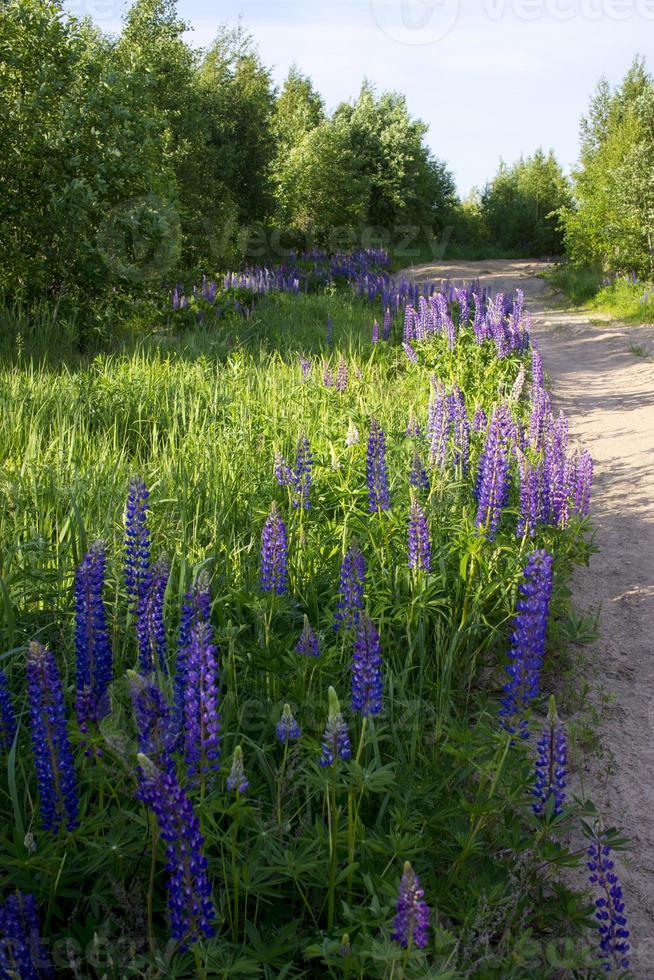 gros plan de fleurs de lupin dans les lumières du soleil du soir. photo