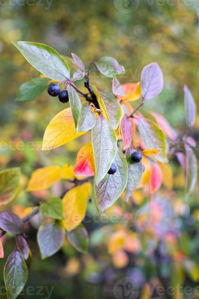 fond d'automne lumineux feuilles et fruits de buisson d'aronia photo