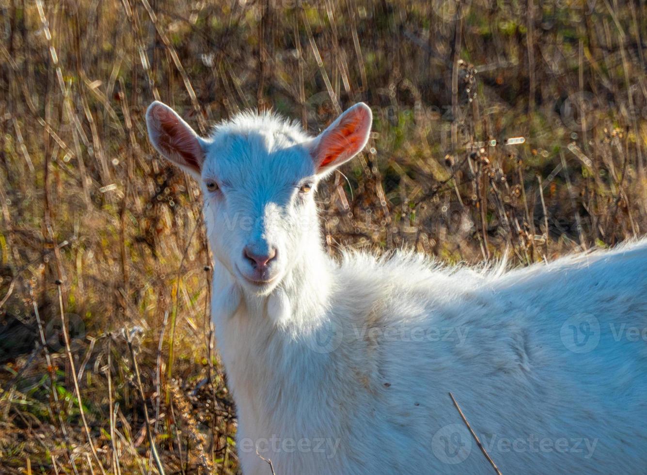 chèvre mangeant de l'herbe desséchée, bétail dans un pâturage. chèvre blanche. bétail dans une ferme du village. bétail dans une ferme du village. photo