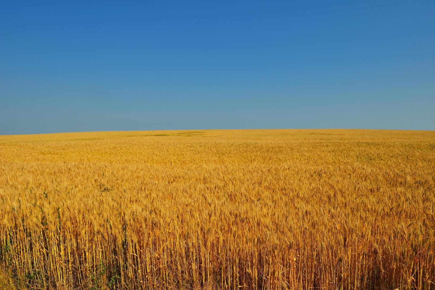 champ de blé avec un ciel bleu en arrière-plan photo