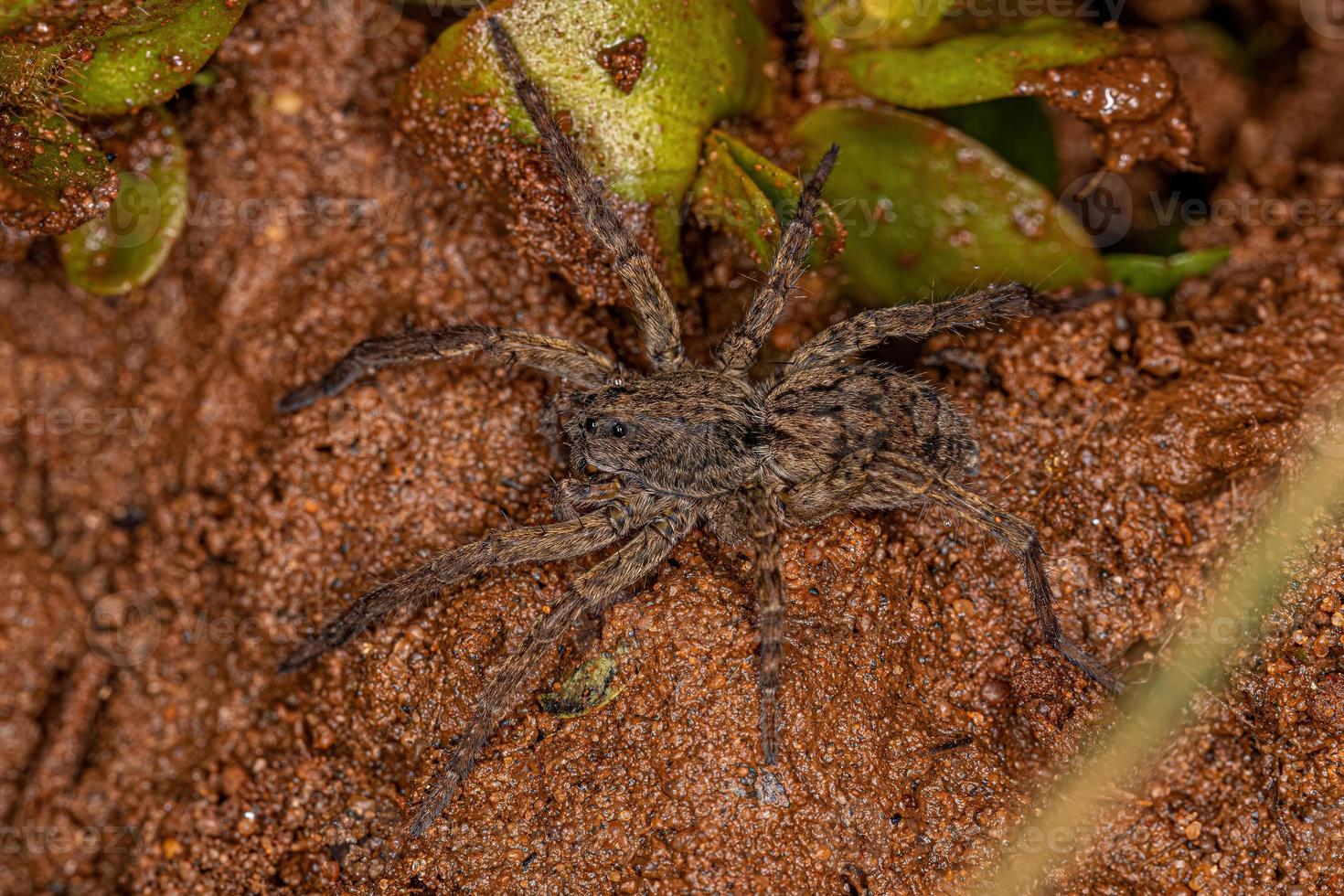 petite araignée-loup photo