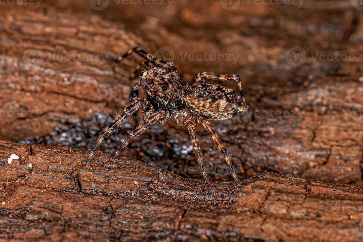 araignée sauteuse mâle adulte photo