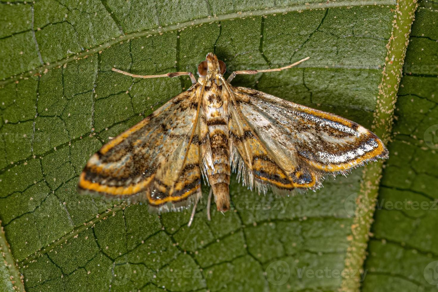 papillon crambide adulte photo