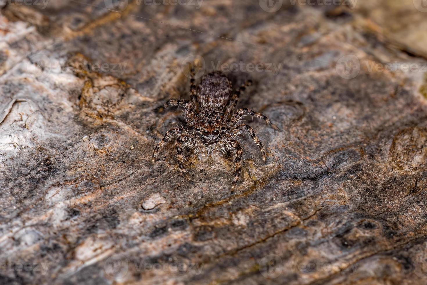 petite araignée sauteuse photo