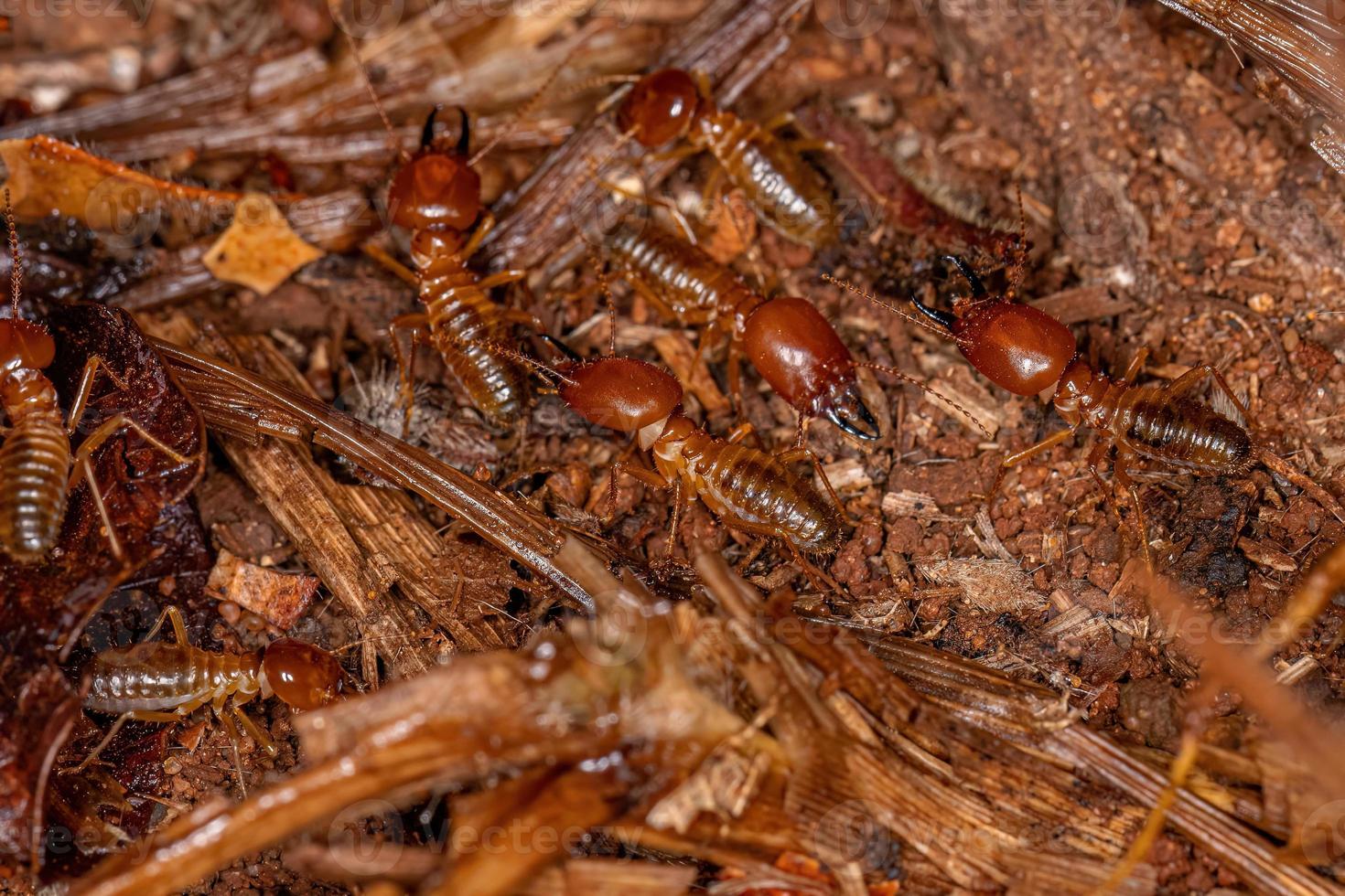 termites à museau adulte photo