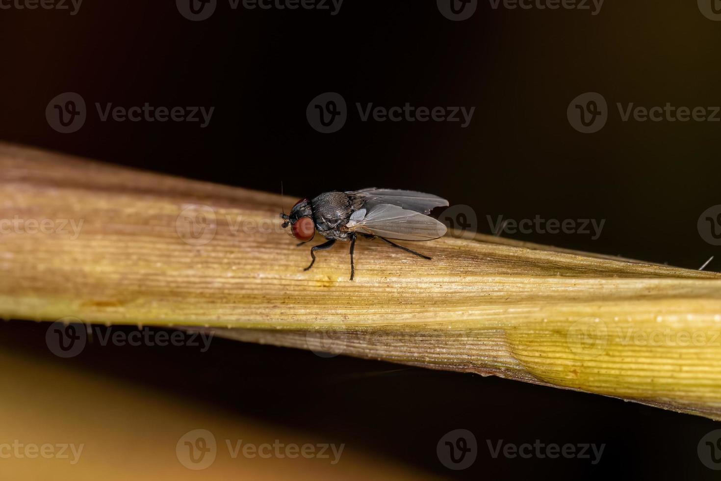 mouche freeloader adulte photo