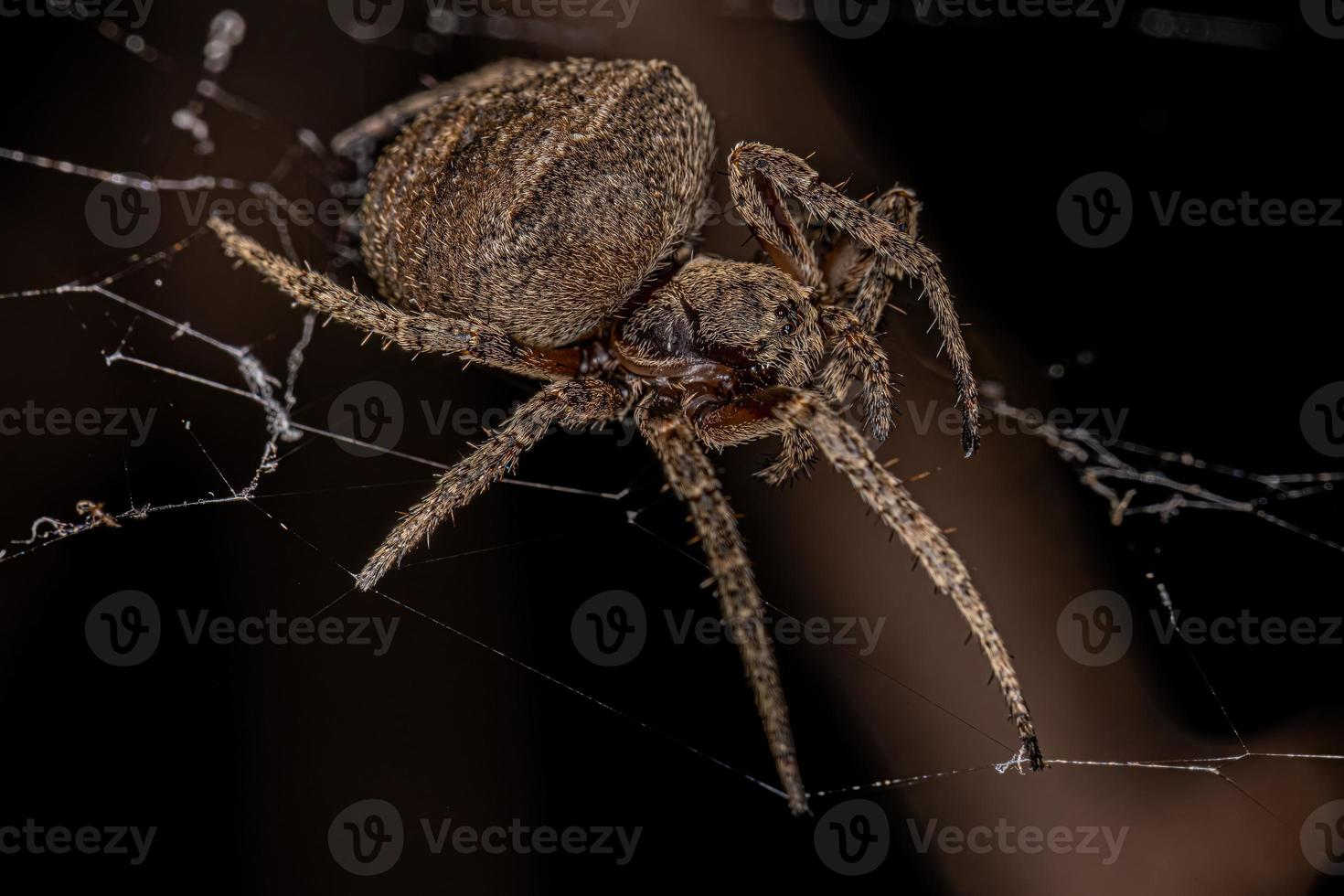 petite araignée orbweaver photo