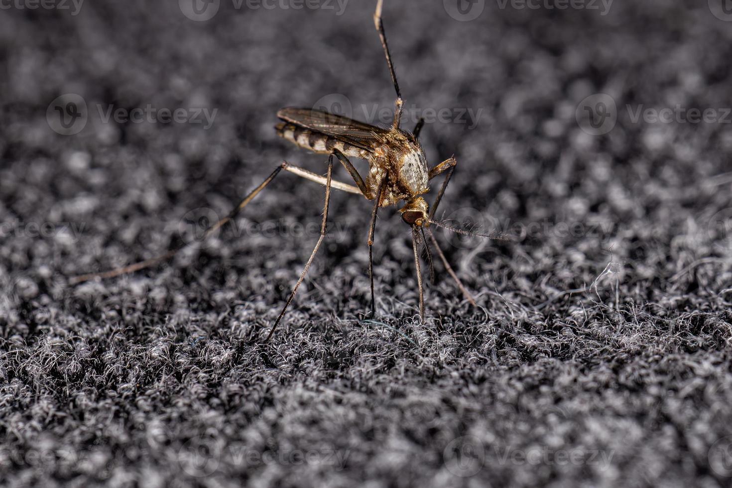 moustique culicine adulte photo