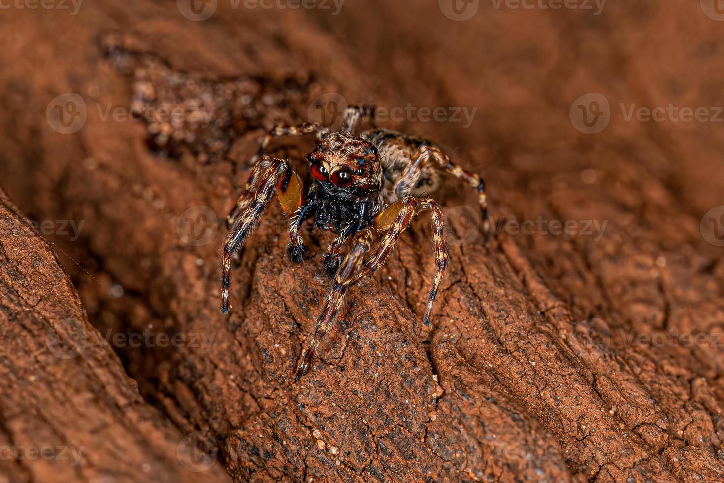 araignée sauteuse mâle adulte photo