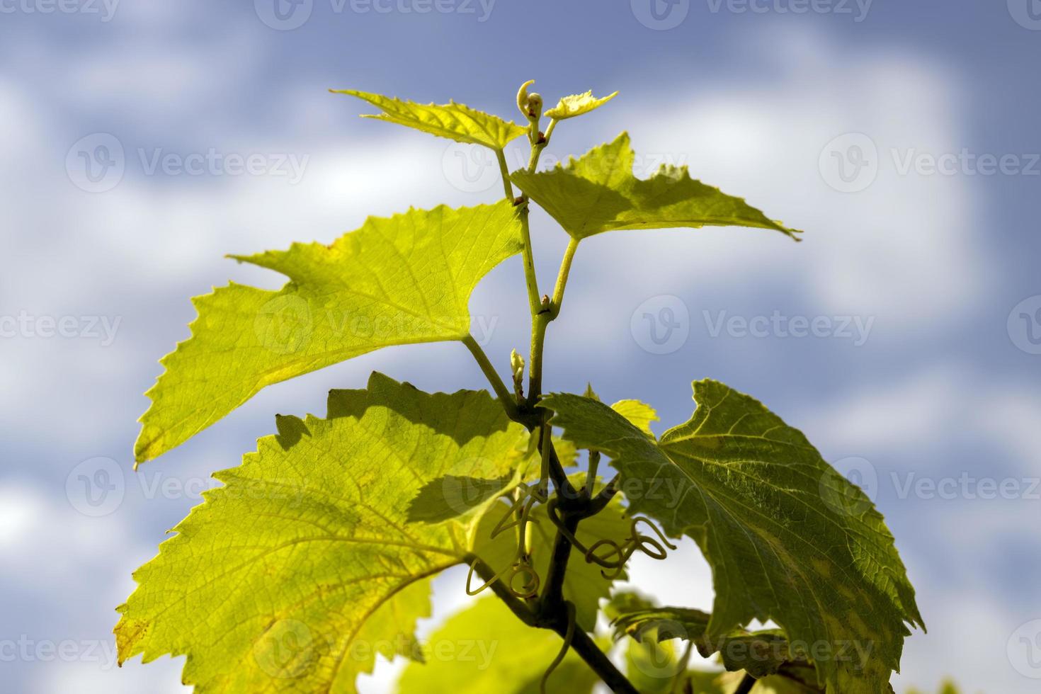 une vigne au feuillage vert en été photo