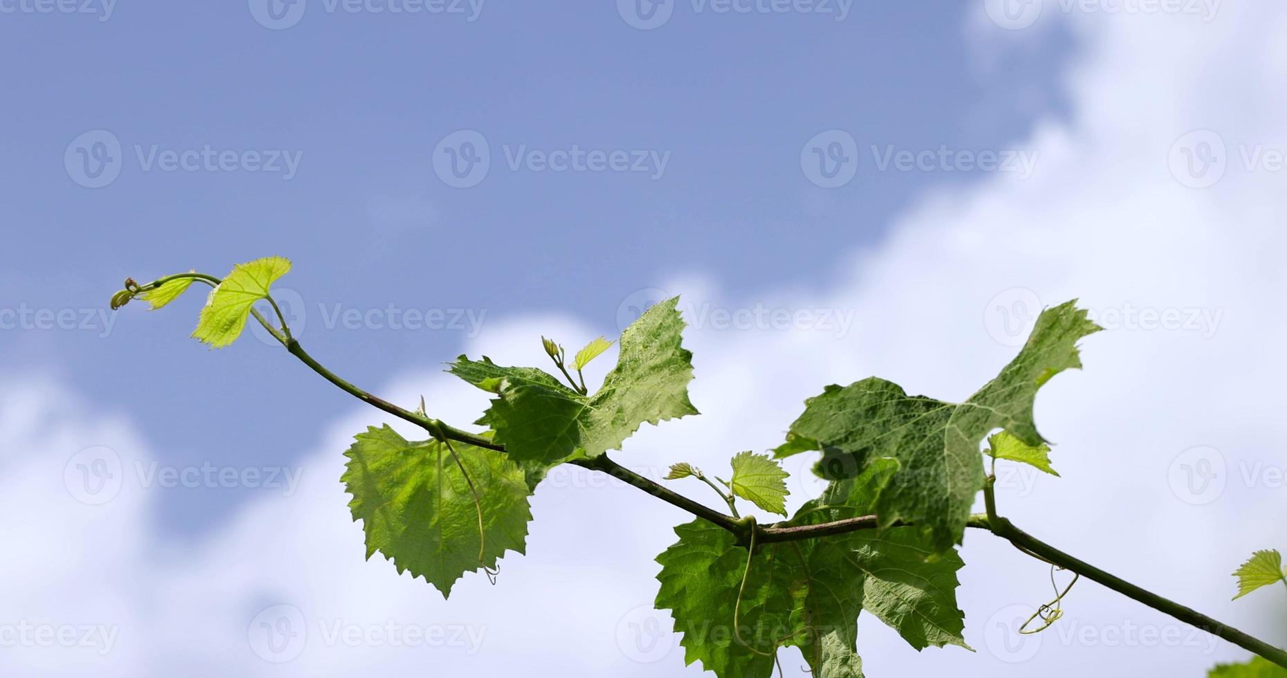 feuillage vert des raisins en été dans les vignes photo