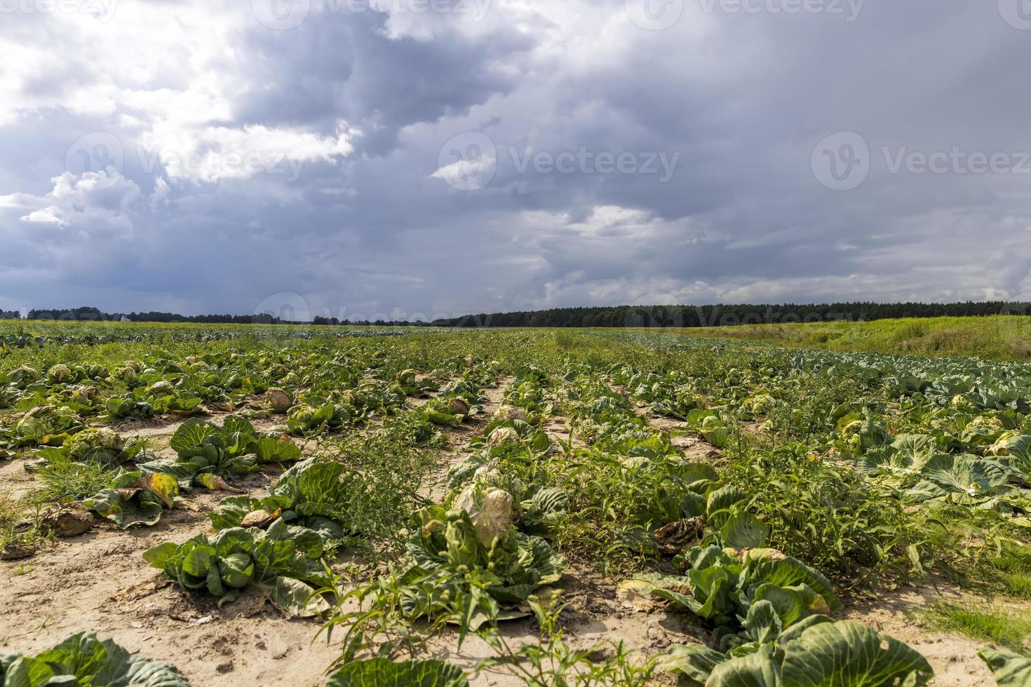 champ agricole où le chou est cultivé dans les choux photo