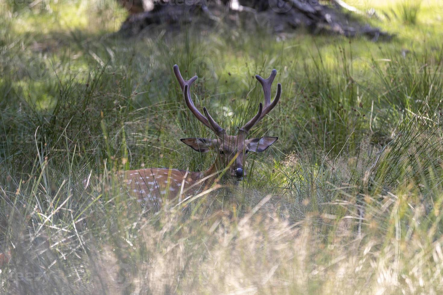 cerf se reposant par temps chaud photo