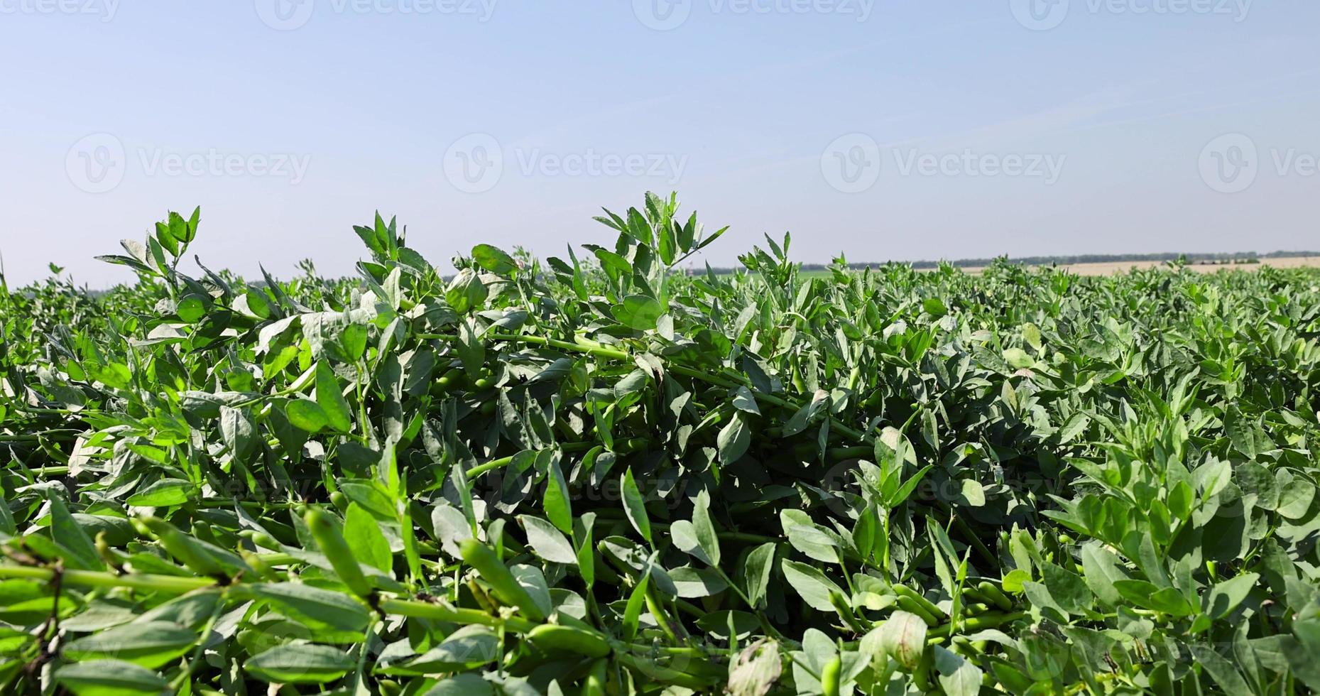 haricots verts par temps venteux ensoleillé photo