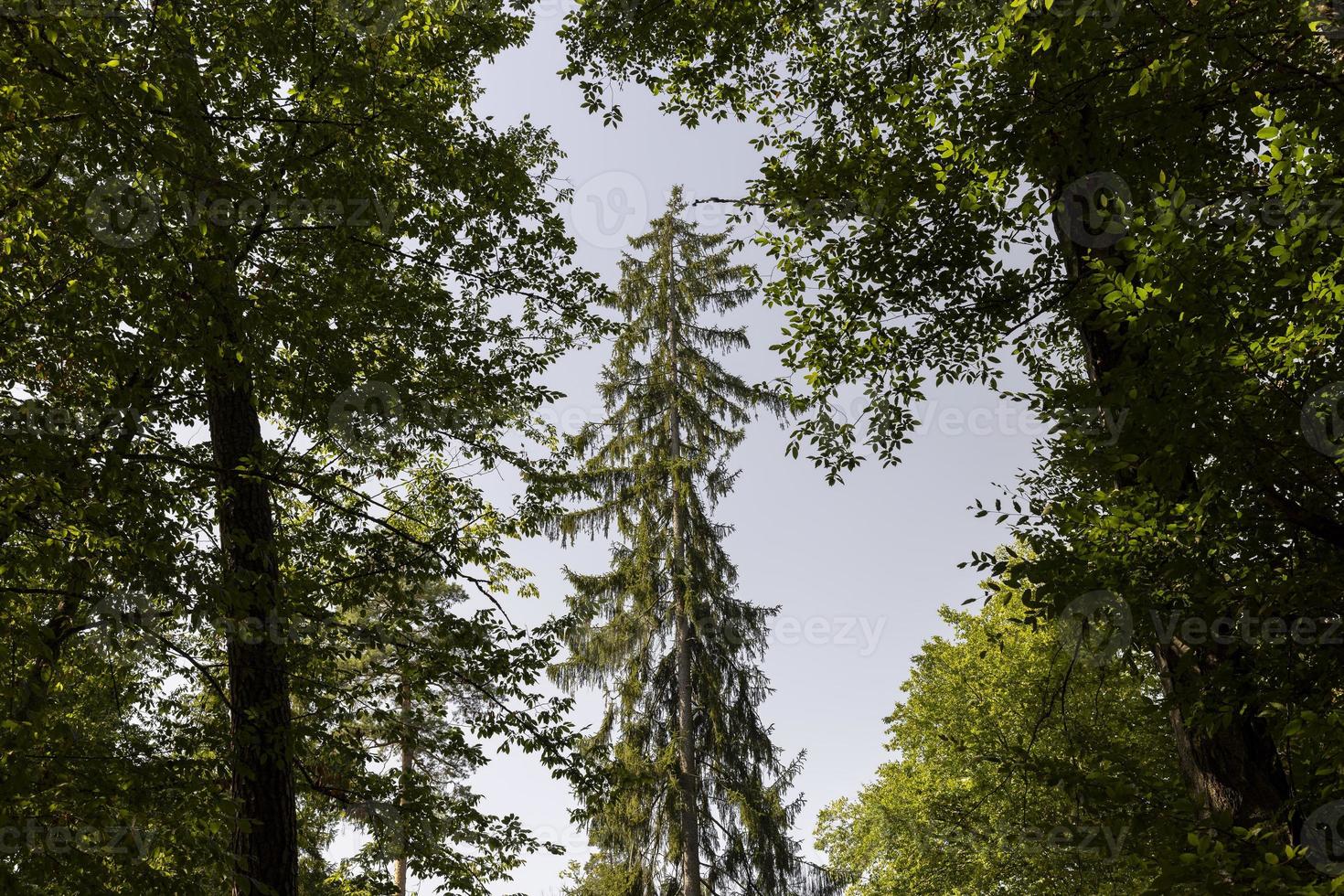 forêt avec différents arbres en été photo