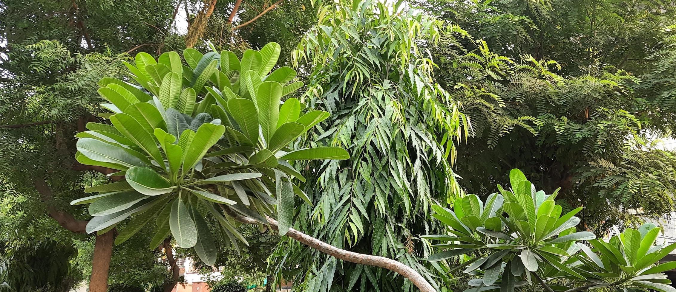 feuilles de plantes agréables et texturées, vertes et propres, et arbres dans un parc ouvert. photo