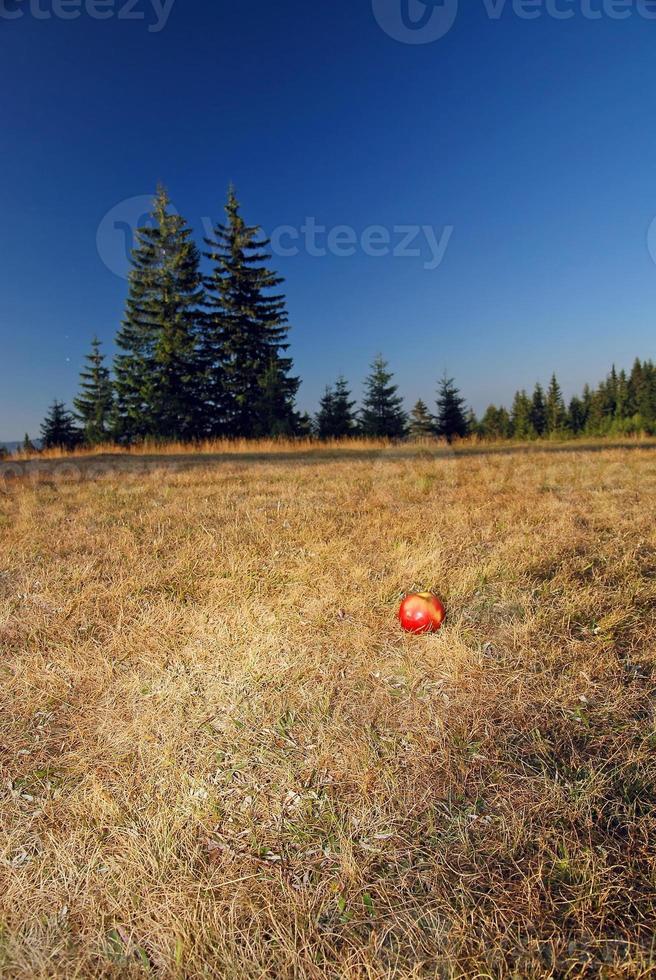 pomme dans l'herbe photo