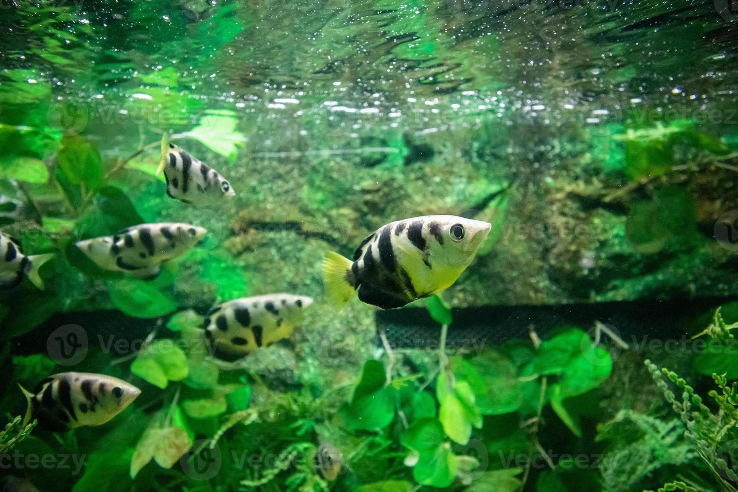 poisson archer dans l'aquarium photo