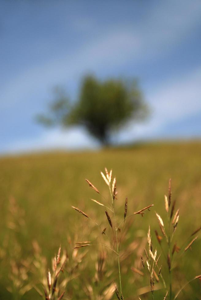 vue sur la nature prairie photo