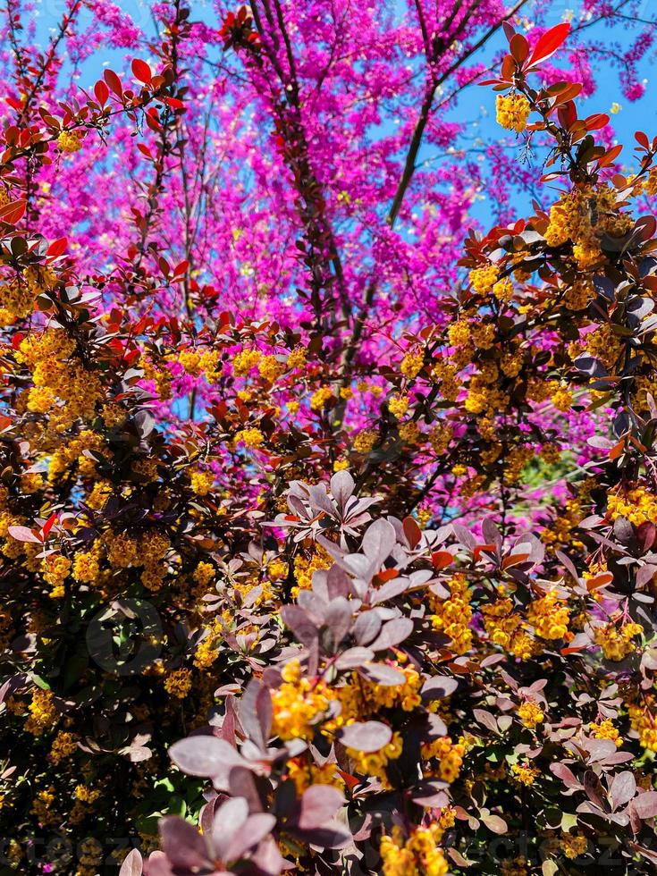 lilas rose en fleurs photo