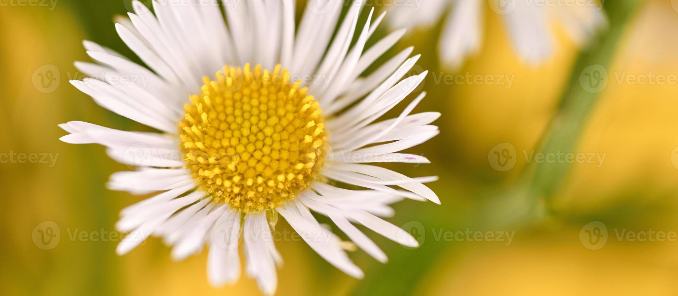 belles fleurs d'erigeron annuus avec têtes de fleurs blanches, centre jaune, fond de bannière jaune photo