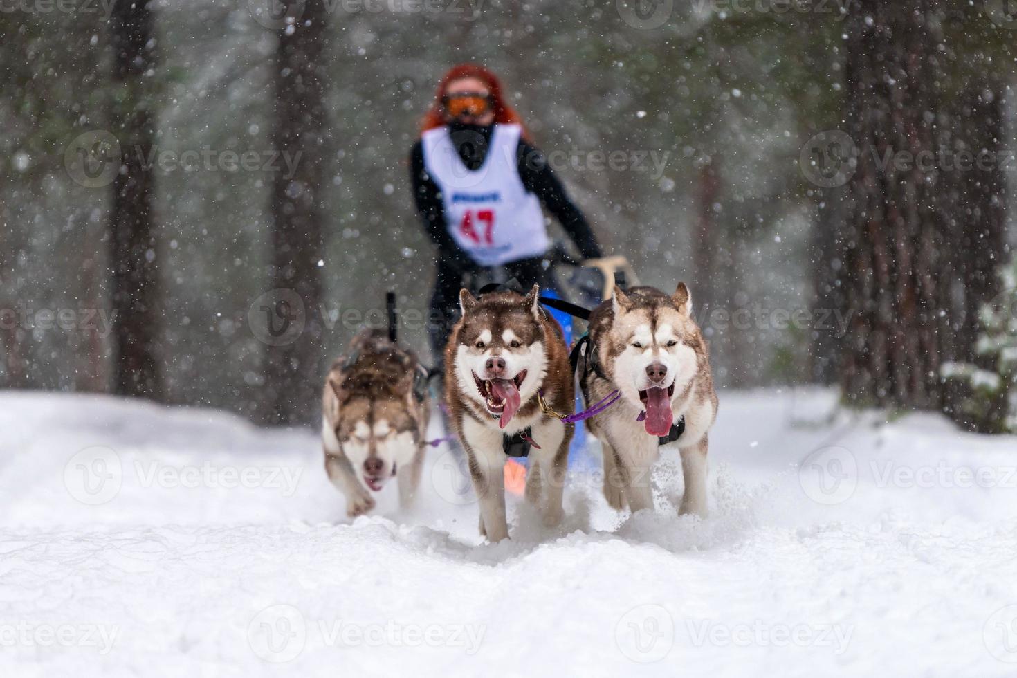 courses de chiens de traîneau. l'équipe de chiens de traîneau husky tire un traîneau avec un musher à chiens. concours d'hiver. photo