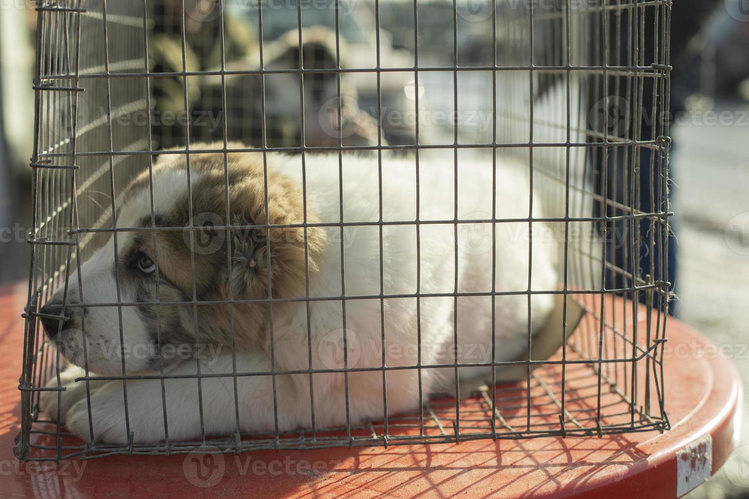 chiot en cage. animal de compagnie à la foire aux animaux. petit chien. photo