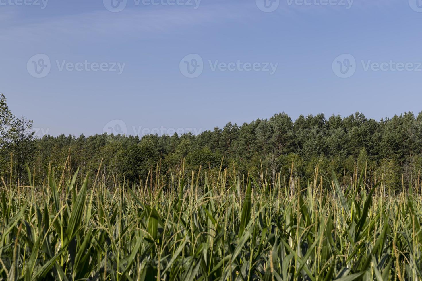 un grand nombre de plants de maïs en été photo