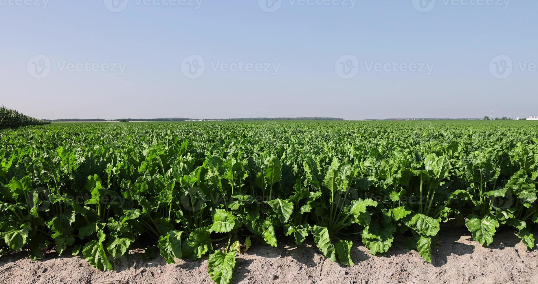 le feuillage vert de la betterave sucrière photo