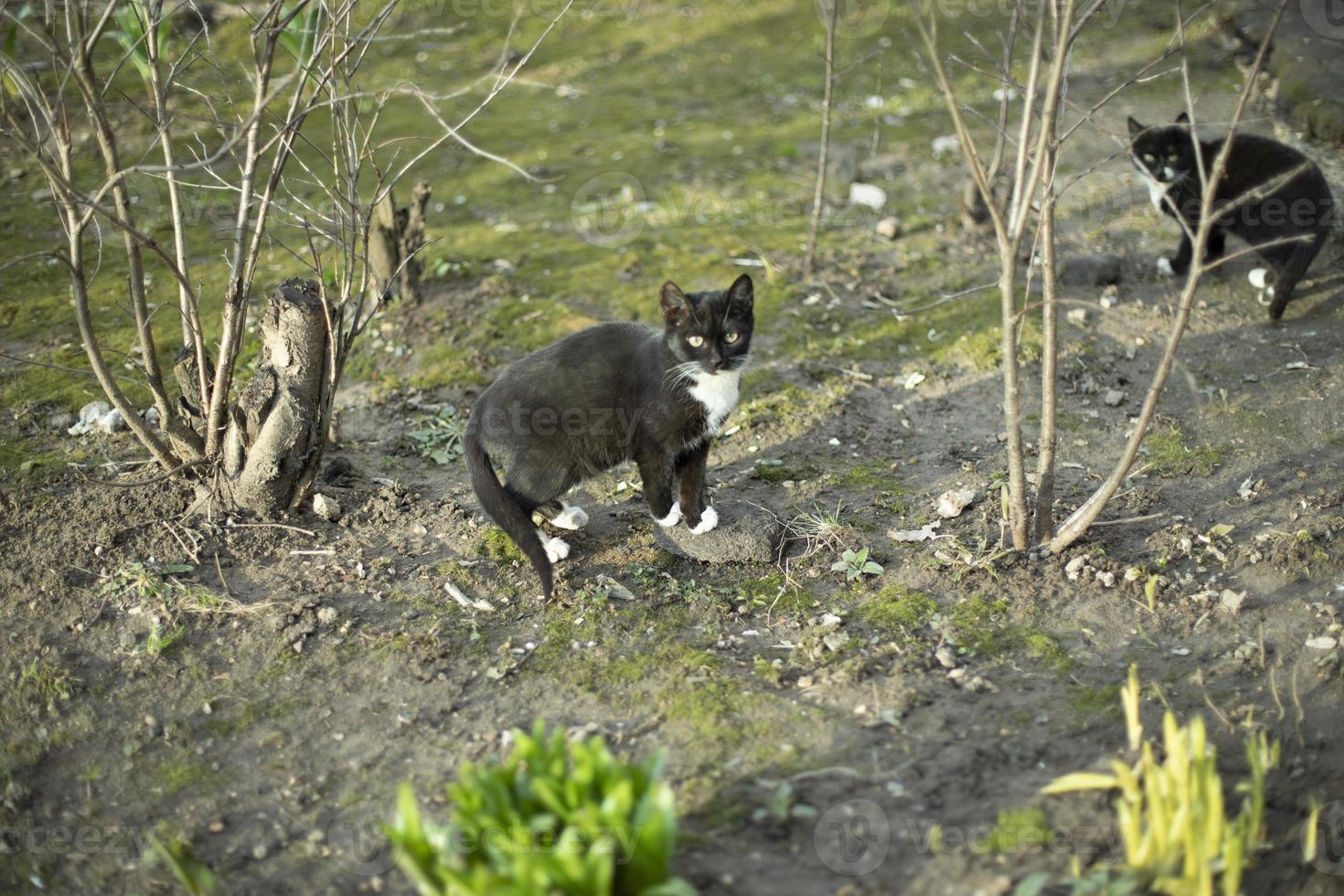 chat dans la rue. chat errant dans un lit de fleurs. animal sans propriétaire. photo