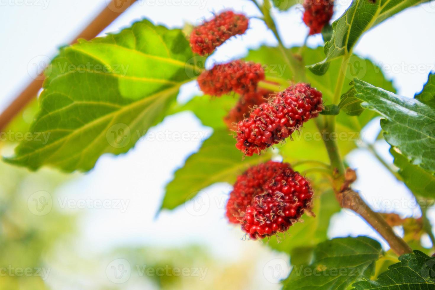 fruits frais de mûrier rouge sur une branche d'arbre photo