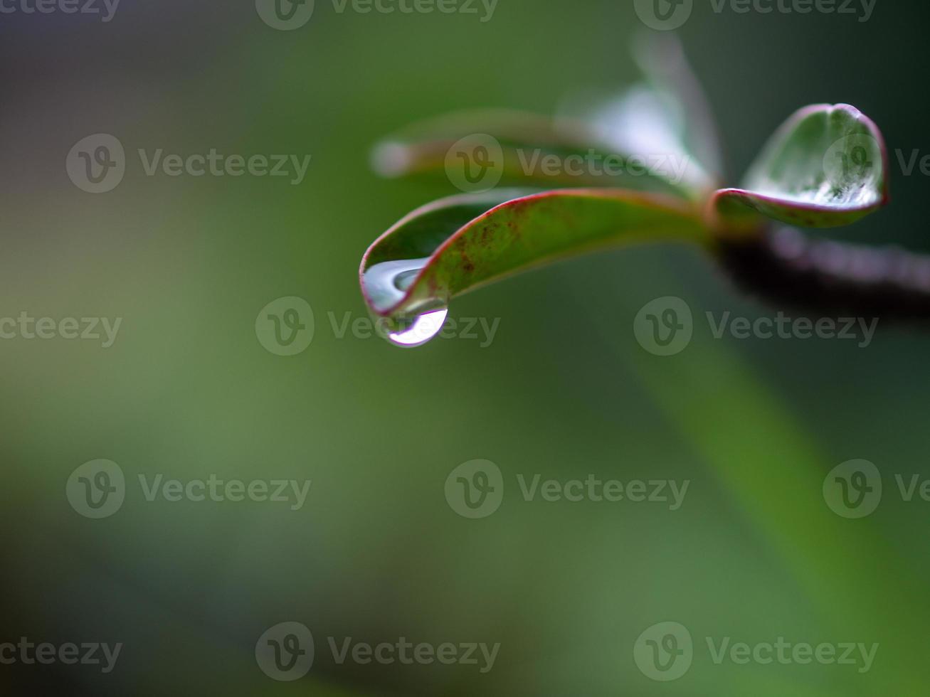 gouttes d'eau des feuilles photo