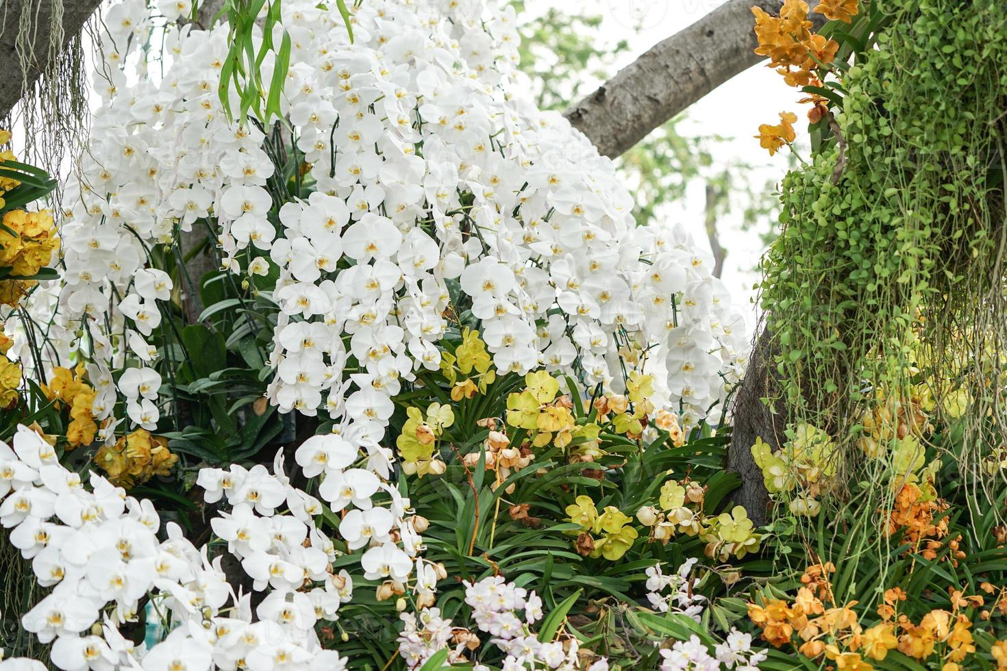 blanchir la décoration du bouquet d'orchidées blooning sur l'arbre avec d'autres orchidées jaunes. photo