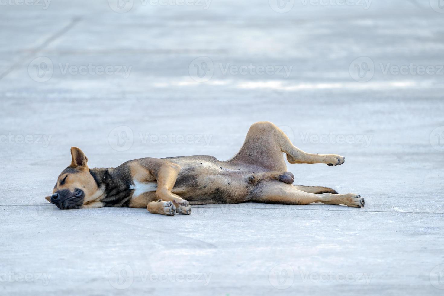le chien de race thaïlandaise est à l'aise pour dormir au milieu de la rue à midi. photo