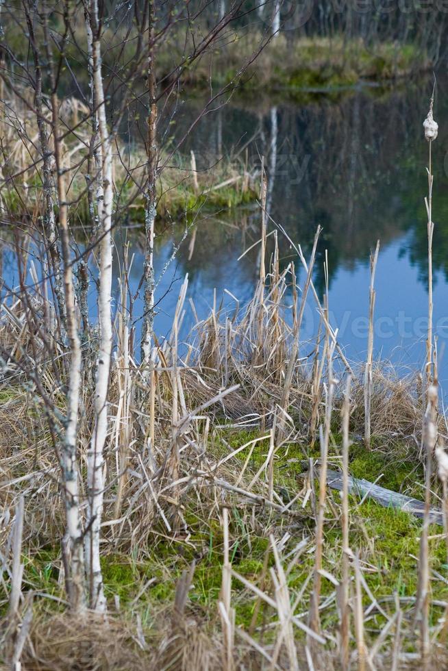 petite île dans le lac de la forêt photo