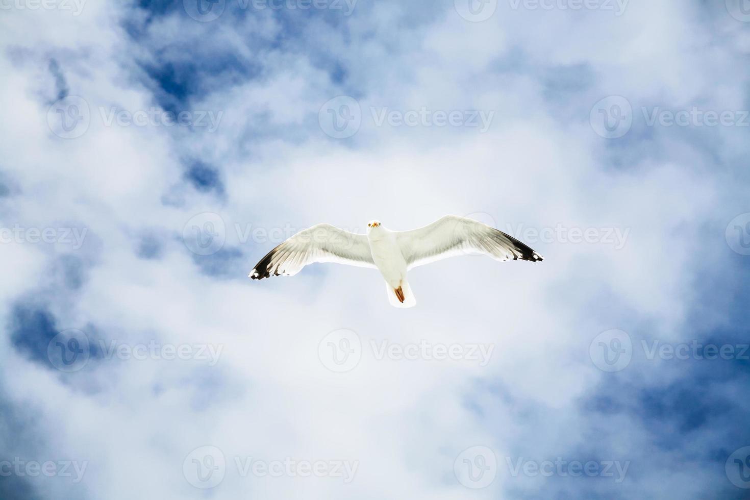 mouette plane dans le ciel bleu avec des nuages blancs photo