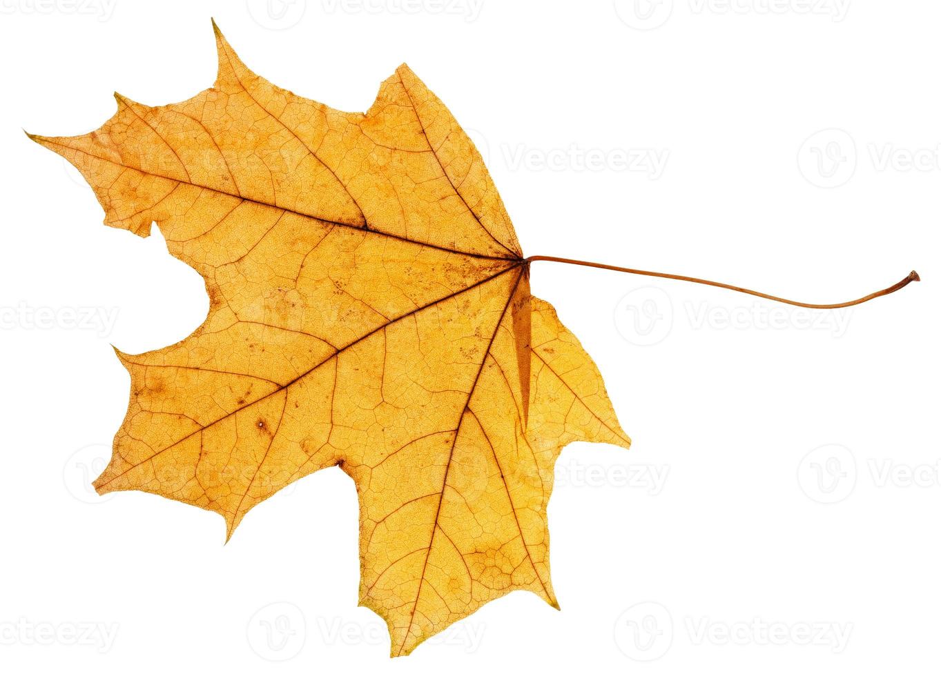 feuille d'automne jaune d'érable isolé photo