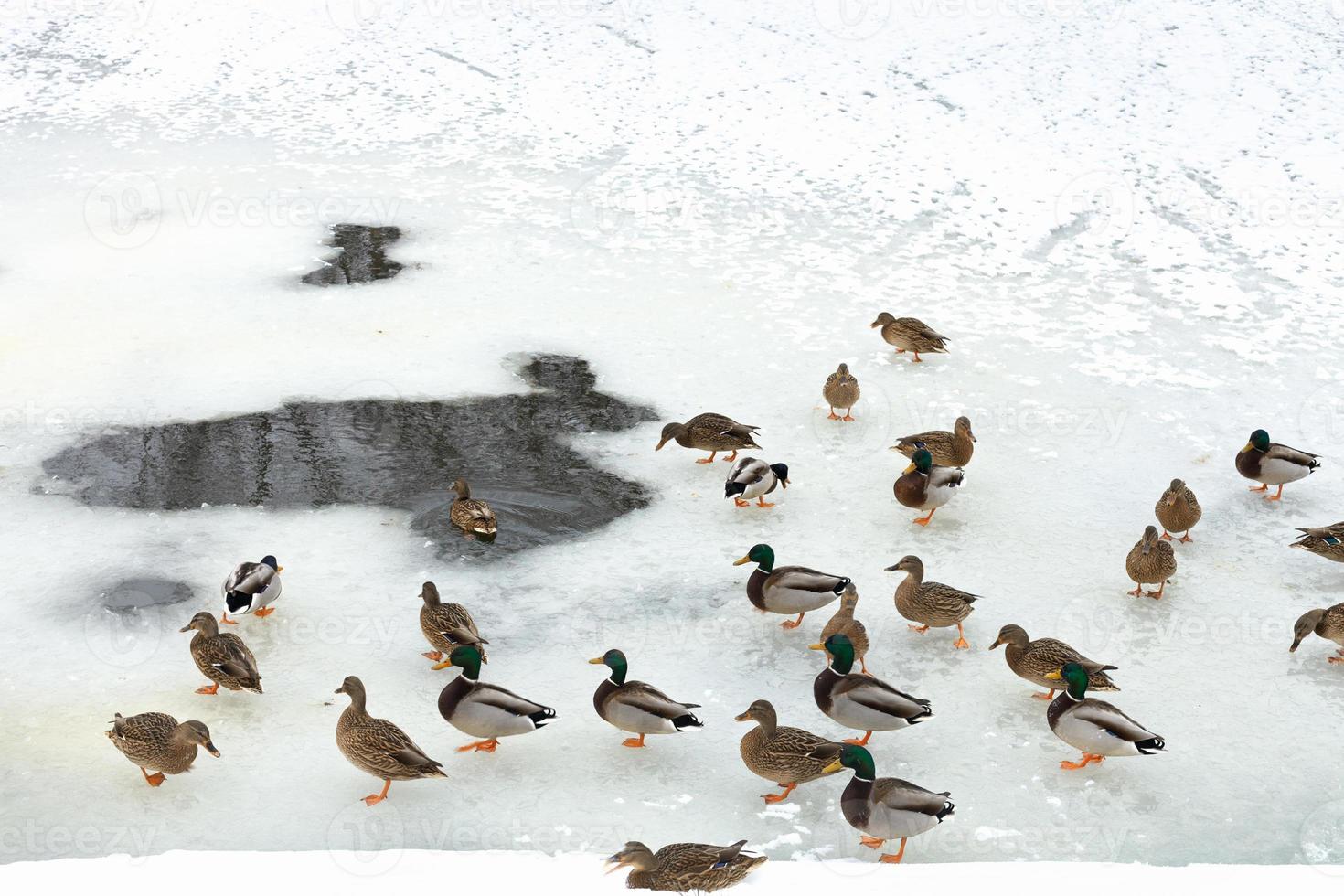 troupeau de canards près de la clairière dans la rivière gelée photo