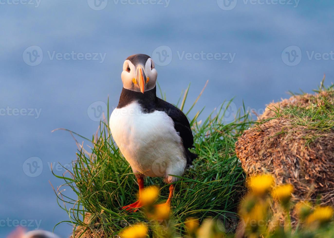 Joli oiseau macareux moine ou fratercula arctica debout avec une fleur jaune sur l'herbe près de la falaise en été en islande photo