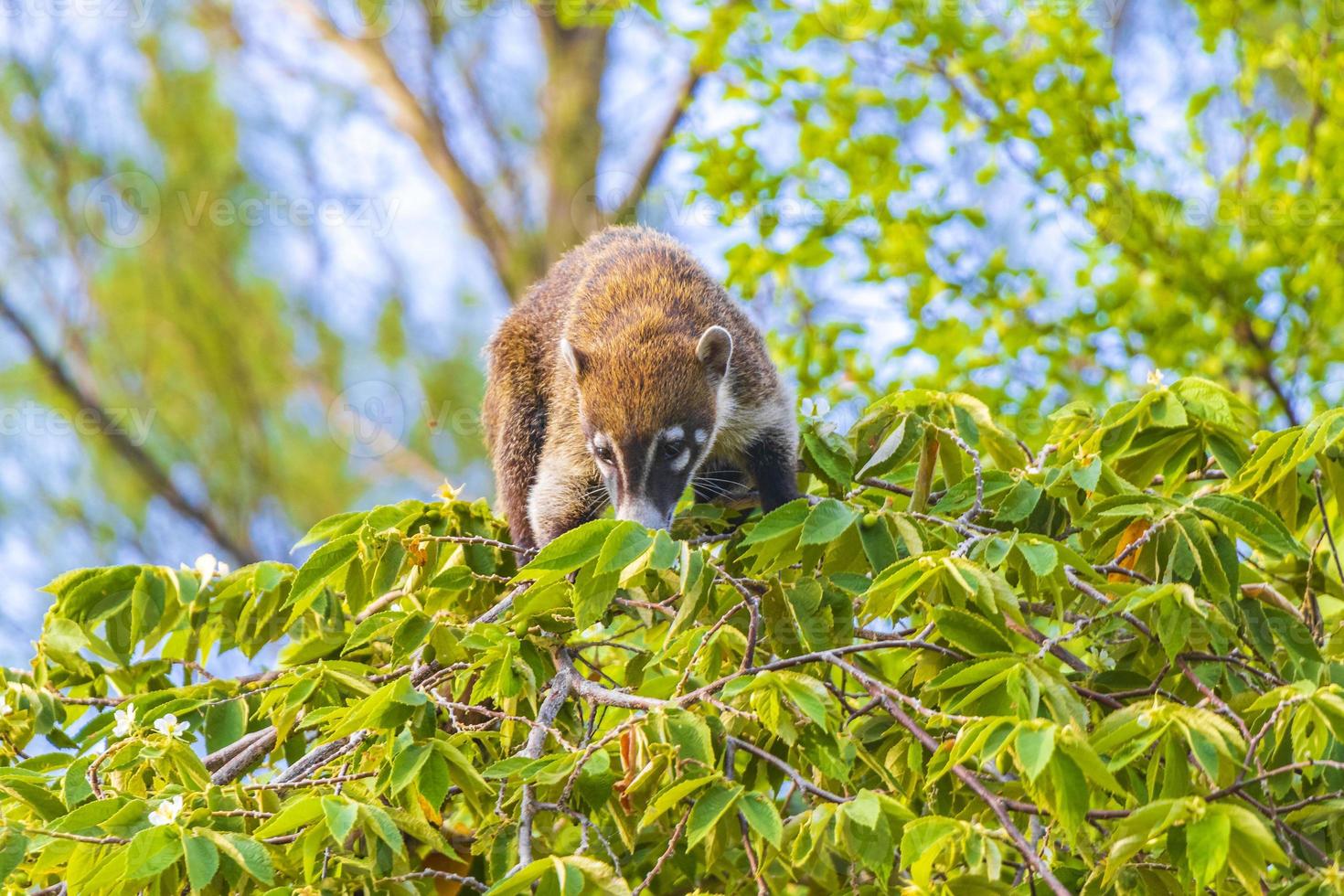 coati grimper aux branches des arbres et chercher des fruits dans la jungle tropicale du mexique. photo
