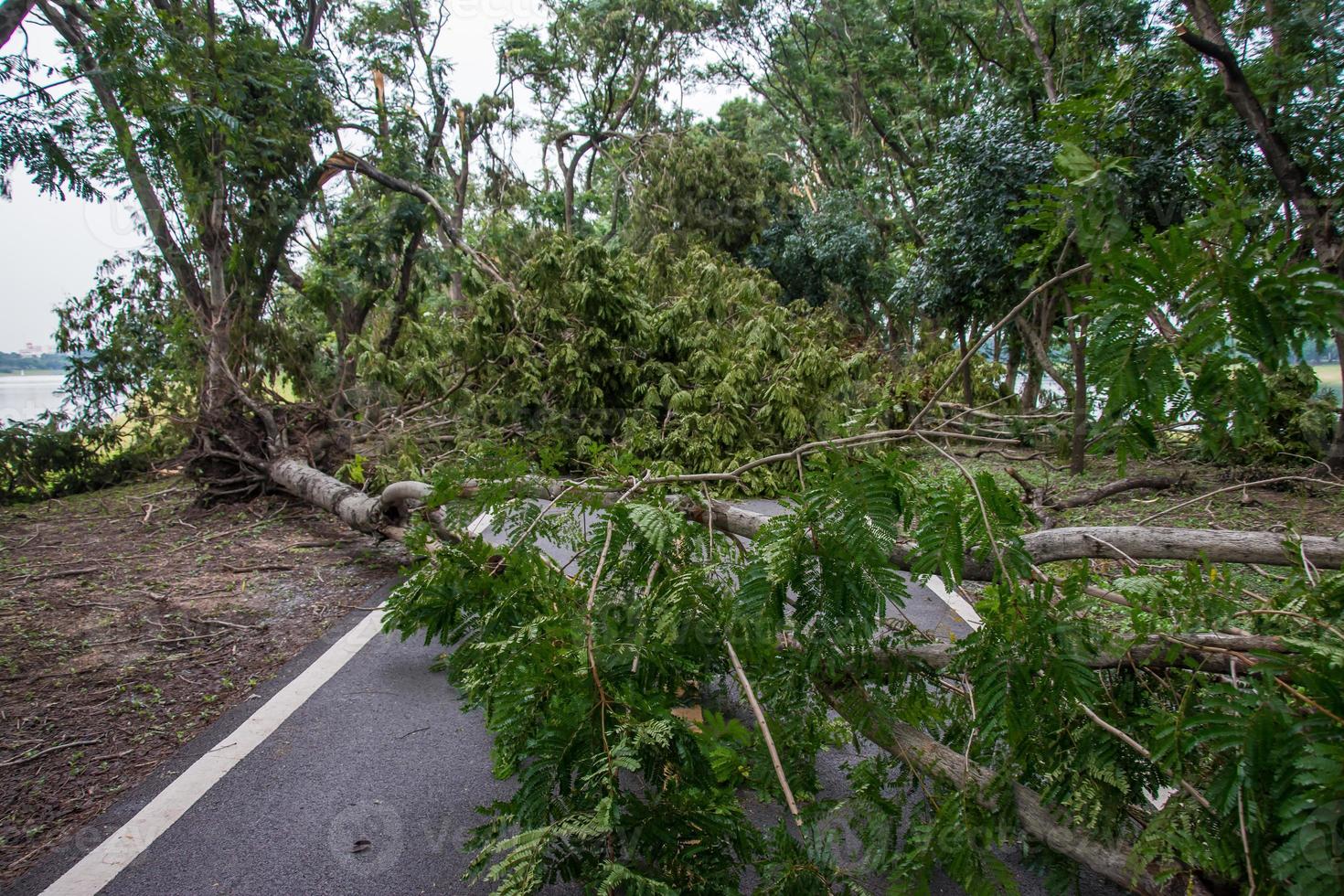 l'arbre a été détruit par l'intensité de la tempête photo