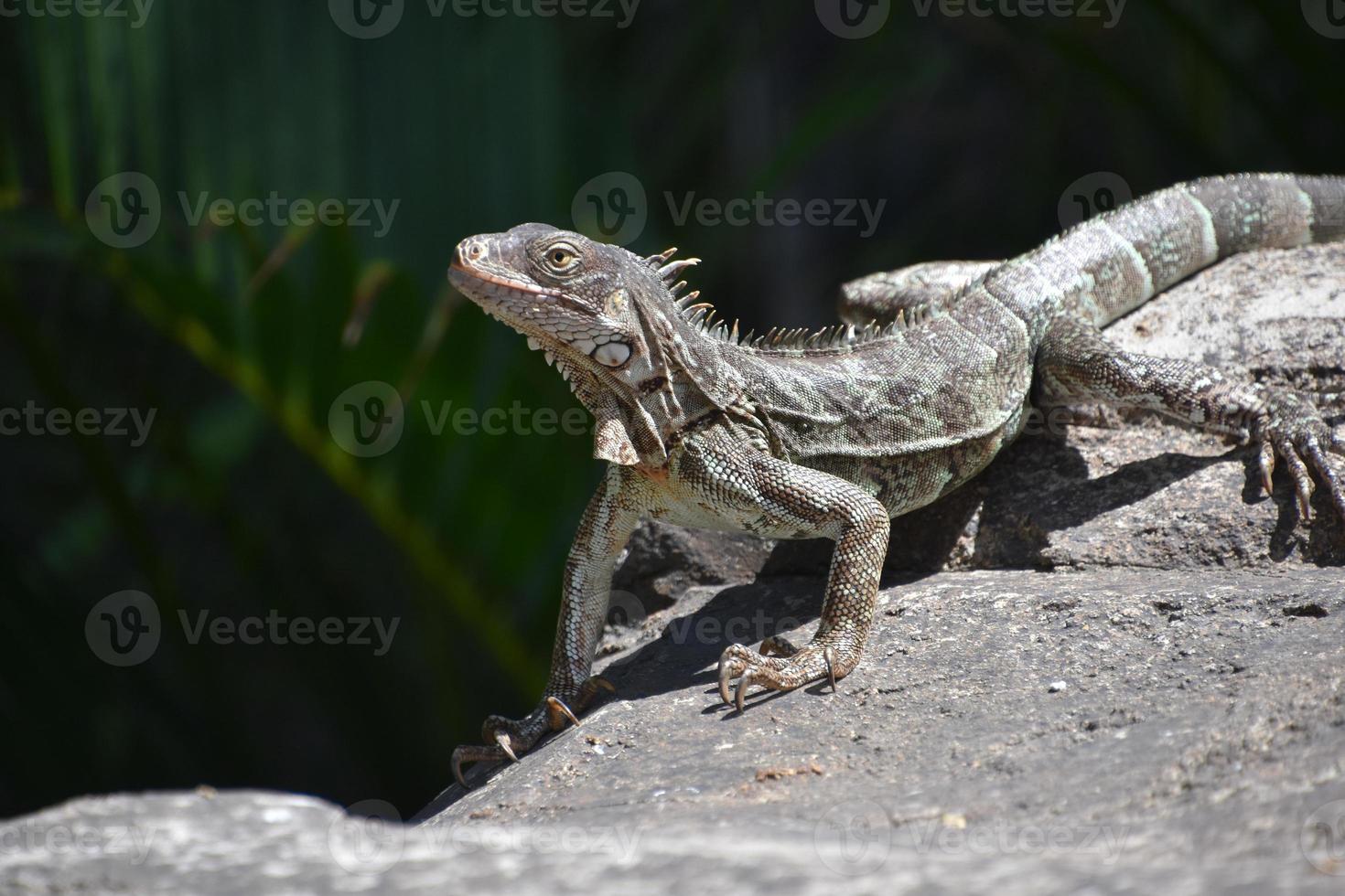 Iguane curieux avec de longues griffes acérées sur un rocher photo