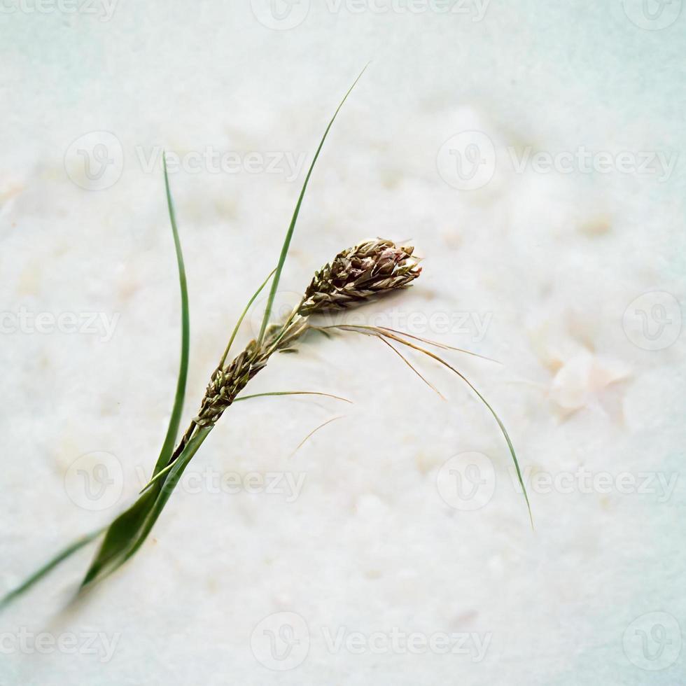 fond blanc avec épi de seigle photo