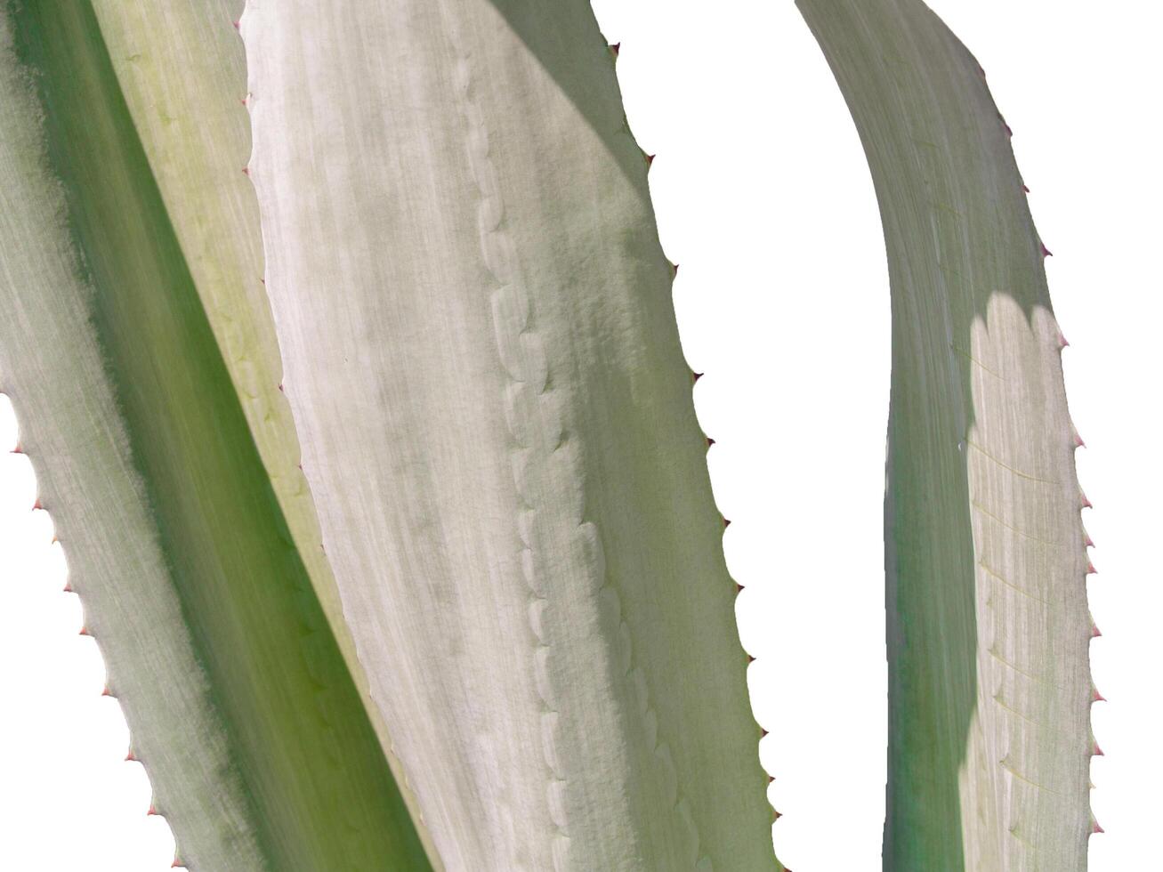 Libre de feuilles d'agave épineux avec isolé sur fond blanc photo