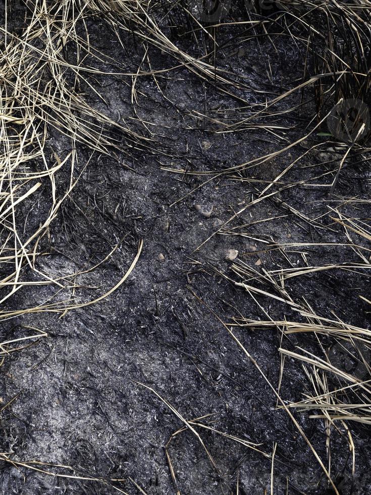 fumée de feu de forêt récemment brûlée photo